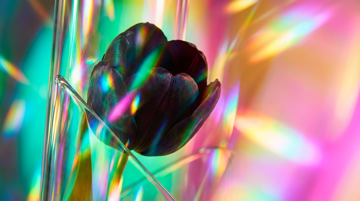 Best Perfumes for Gifting: A Guide to Black Tulip Fragrance