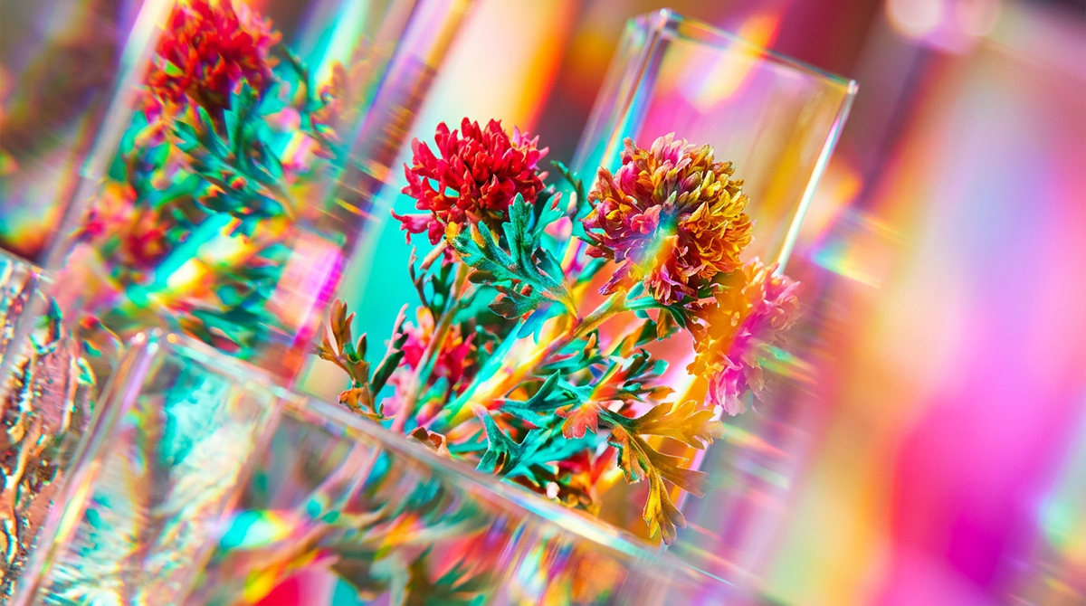 Davana Flower: The Exotic Secret of Fragrance Designers
