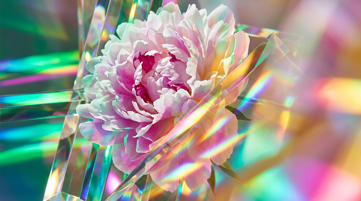 How Long Does Peony Last?