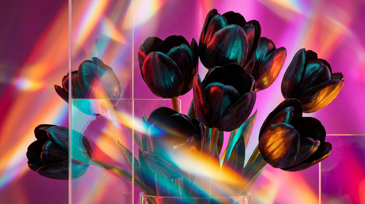Is Black Tulip Fragrance Good for Office Wear?
