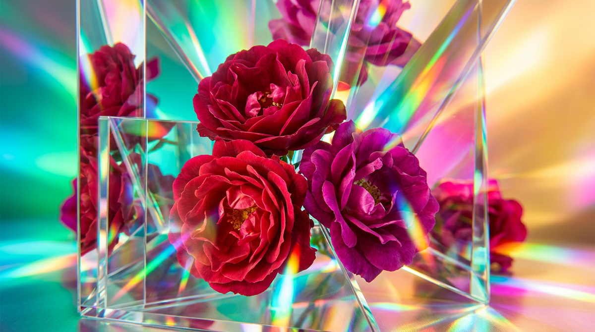 The Complete Guide to Wild Roses Fragrance 10ml: Notes, Longevity, and Occasion
