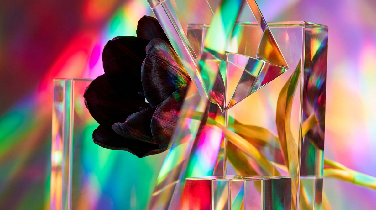 Is Black Tulip Fragrance Unisex? Exploring its Genderful Appeal