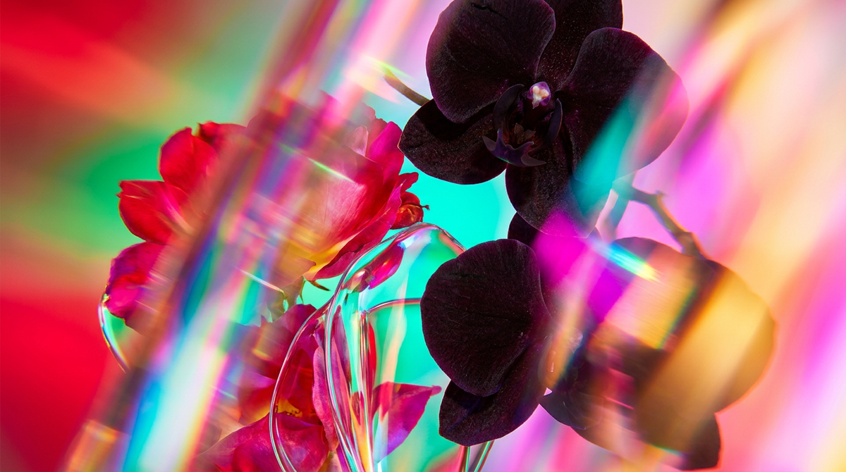 Wild Roses Perfume 100ml vs Tom Ford Black Orchid