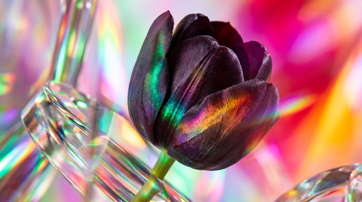 Black Tulip Fragrance vs Dior Miss Dior