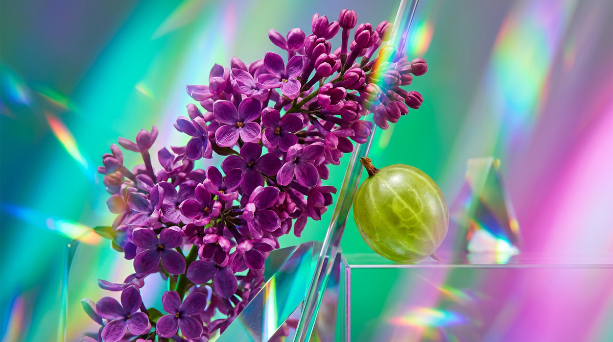 What Does Lilac Gooseberry Smell Like in Perfume?