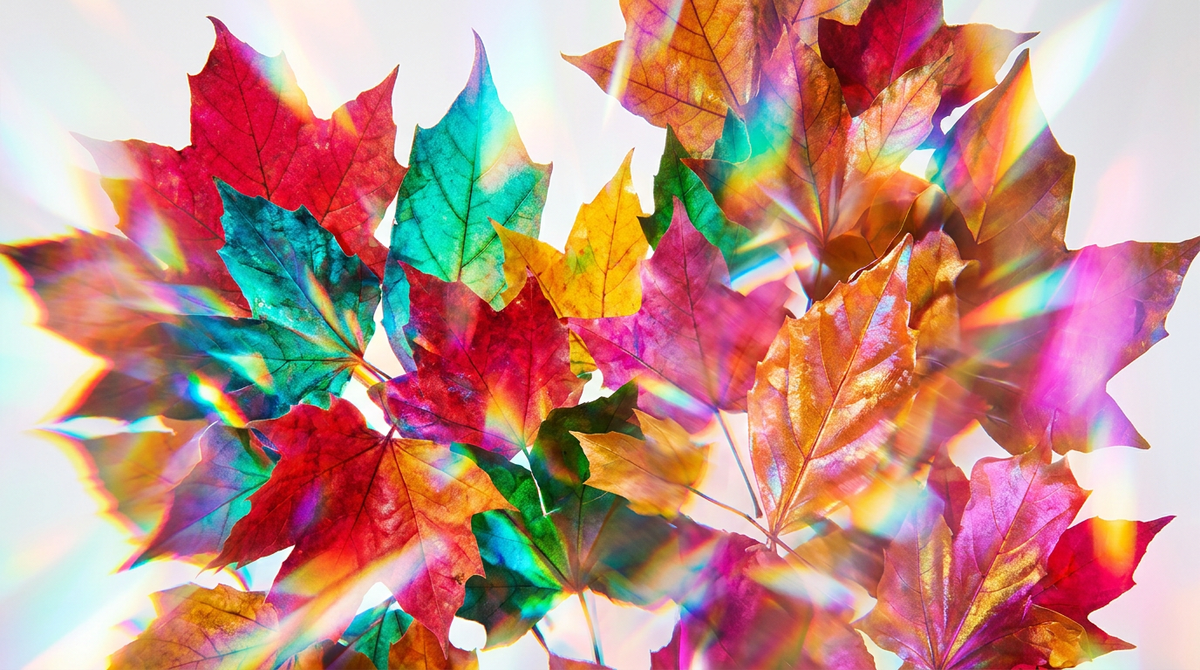 Best Perfumes for Autumn Walks and Cosy Nights In