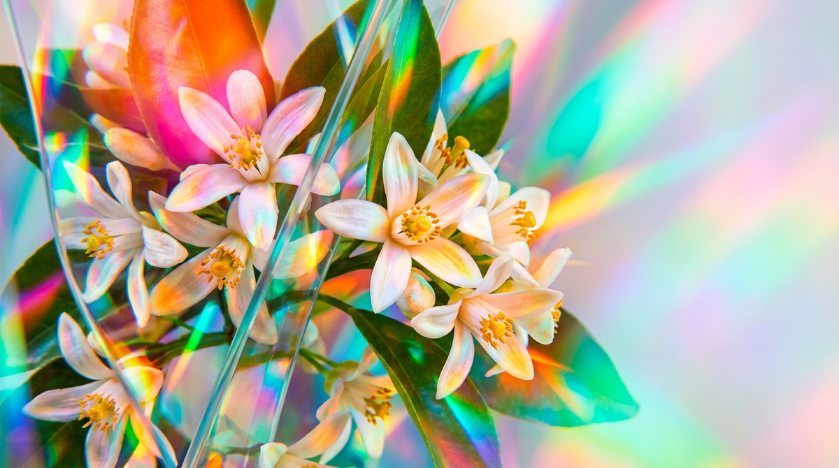 When to Wear Orange Blossom Perfume for Morning Freshness