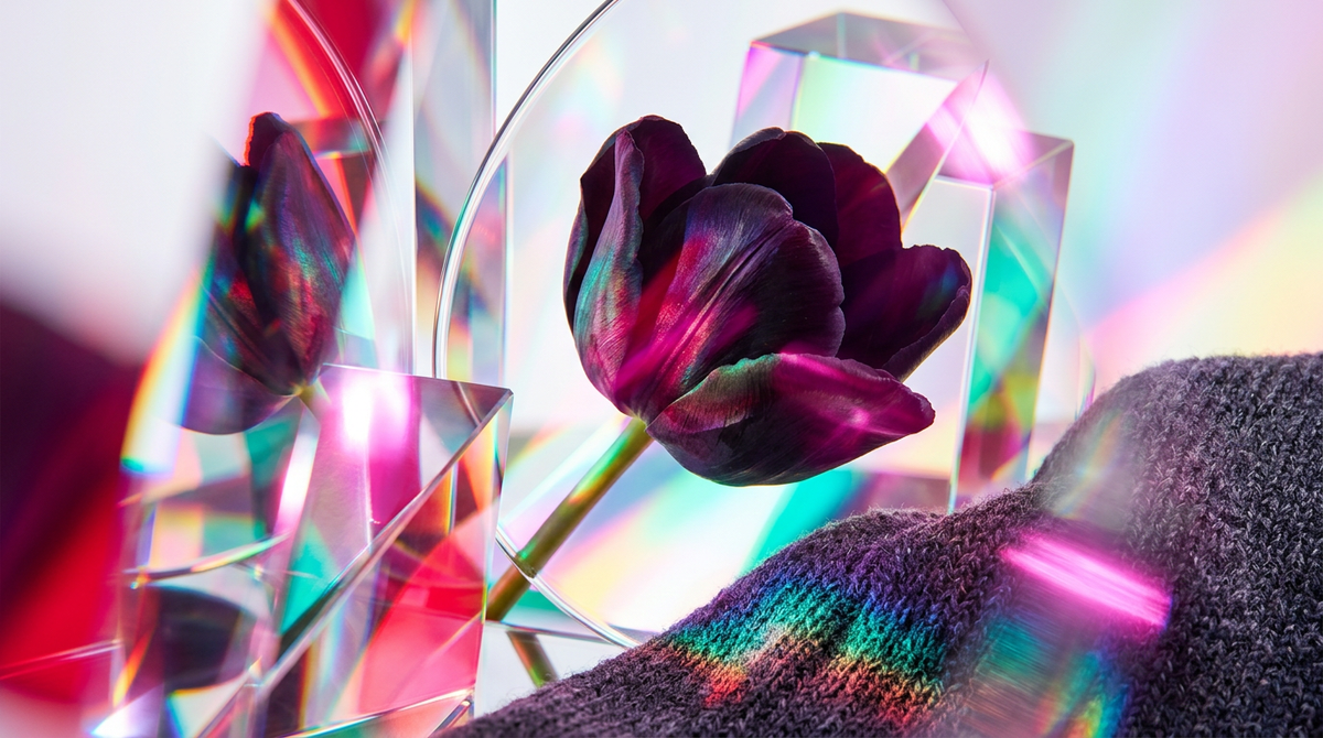 Is Black Tulip Fragrance Good for Cardigan Nights In?