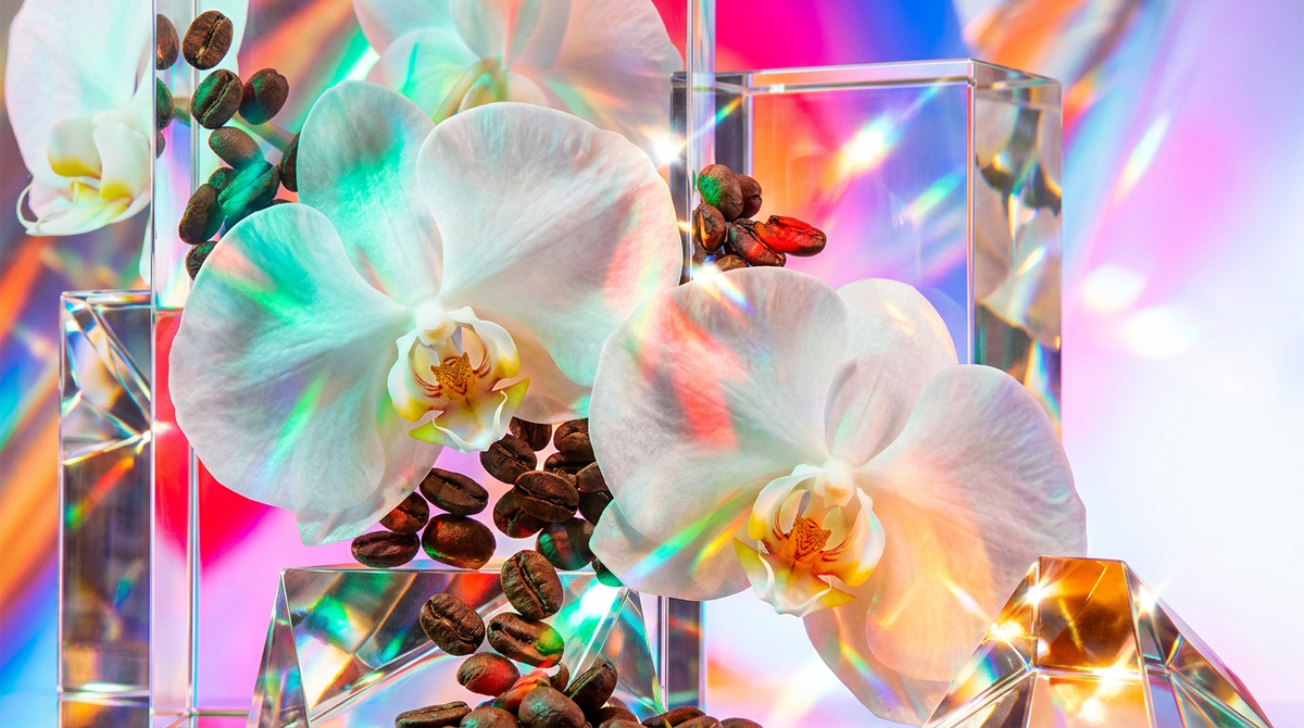 How Long Does White Orchid Espresso Perfume Last?