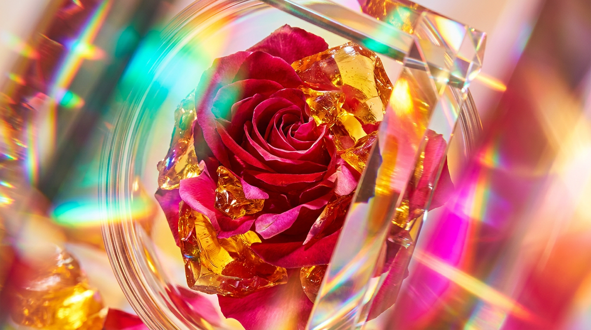 Best Amber Rose Fragrances for Gifting