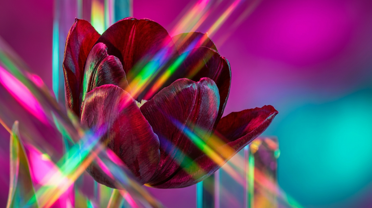 What Does Black Tulip Smell Like in Perfume?