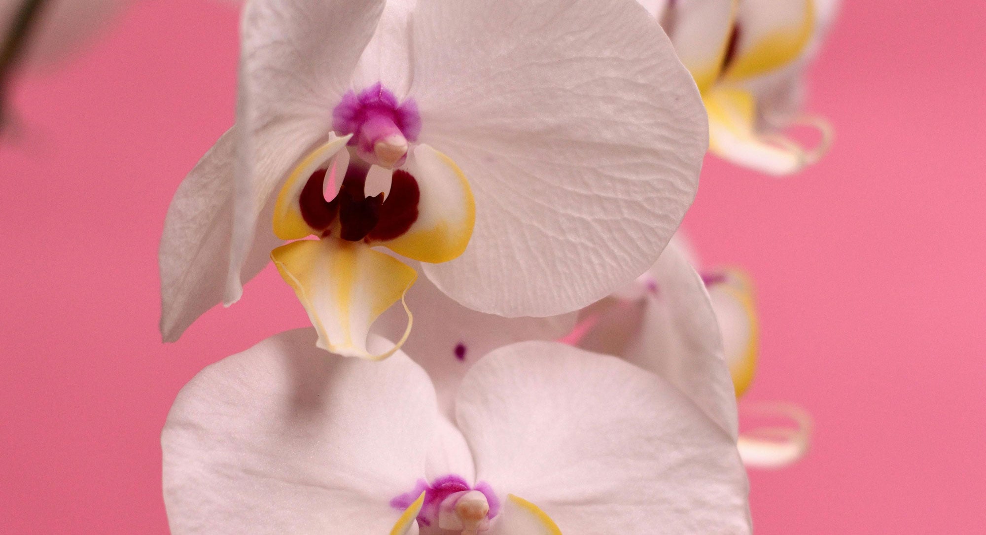 Summer Blossoms: Discover Our Floral Fragrance Collection