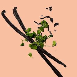 Vanilla