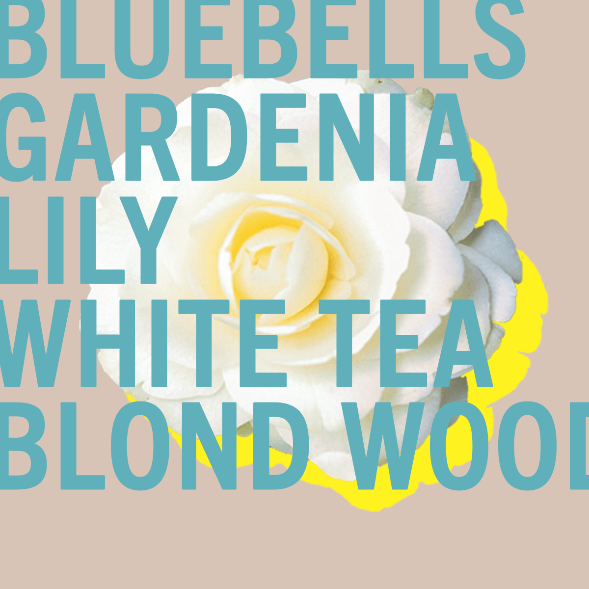 Tallulahs Camellia Sample