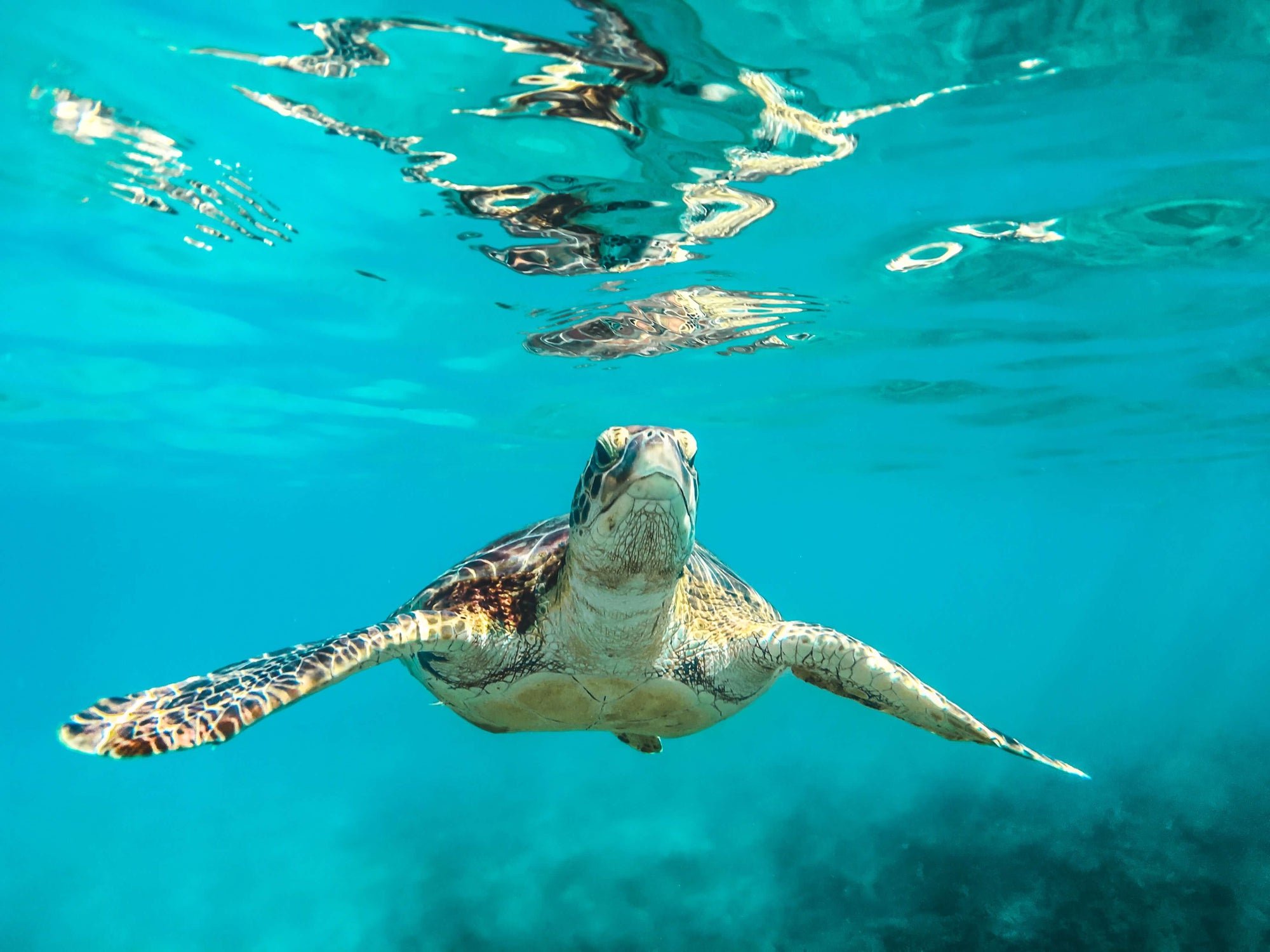 World Oceans Day