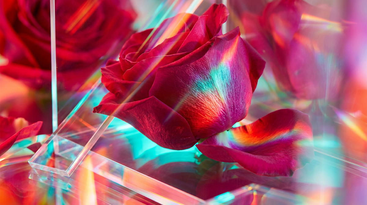 How to Choose Rose Dew