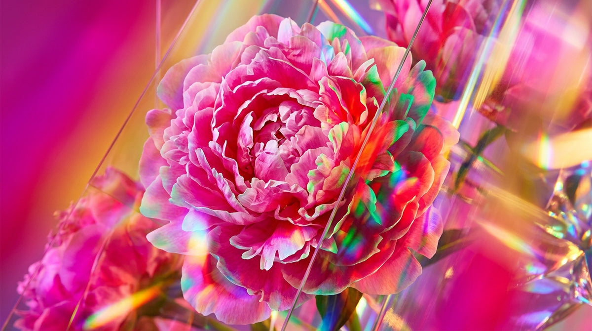 What Is Peony?