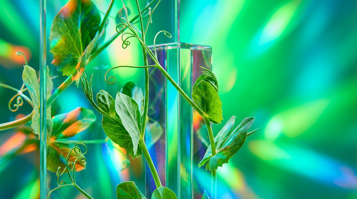What Does Green Pea Shoots Smell Like in Fragrance?