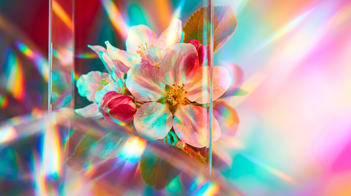 Is 'Melrose Apple Blossom' a Good Choice for Summer Loving?