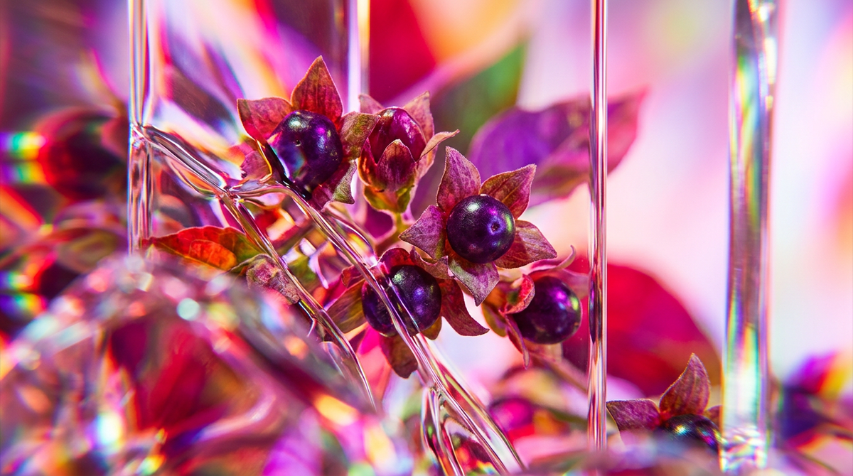 Is Atropa Belladonna Fragrance Lactic?