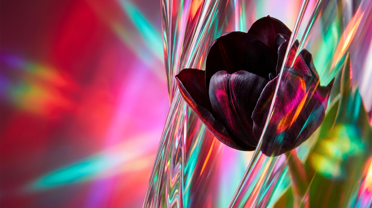 Black Tulip Fragrance vs Armani Si