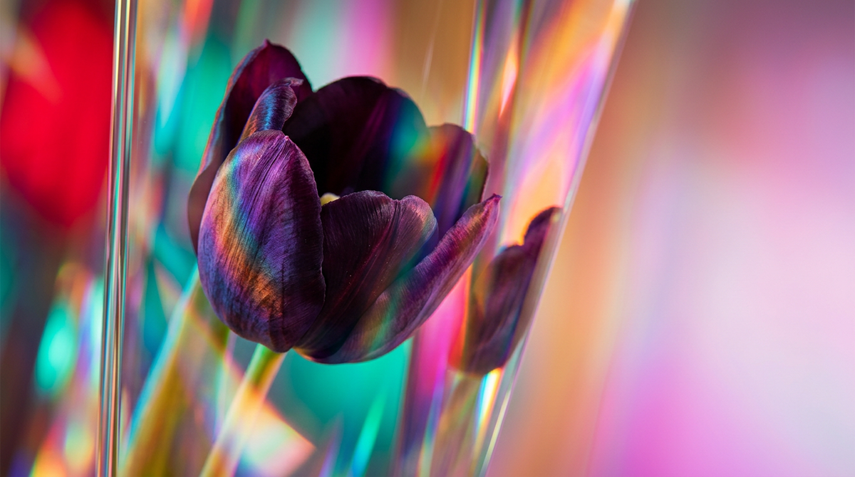 How to Layer Black Tulip Fragrance for a Deeper Scent Experience