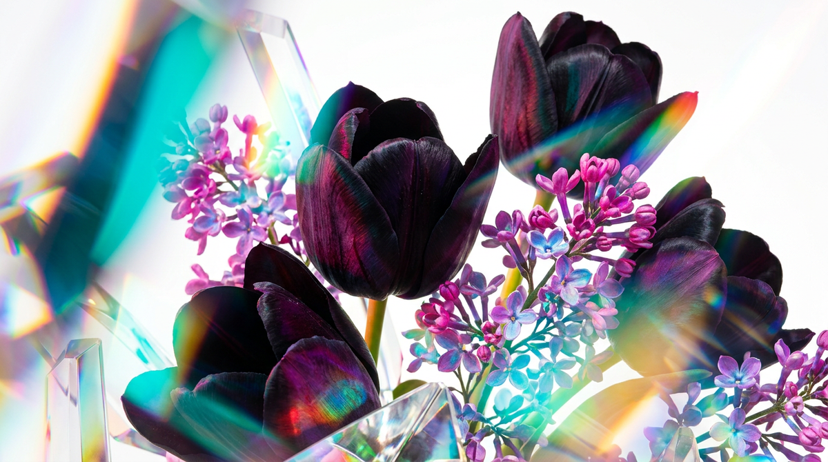 Black Tulip Fragrance 100ml vs Shay & Blue Lilacs & Gooseberries