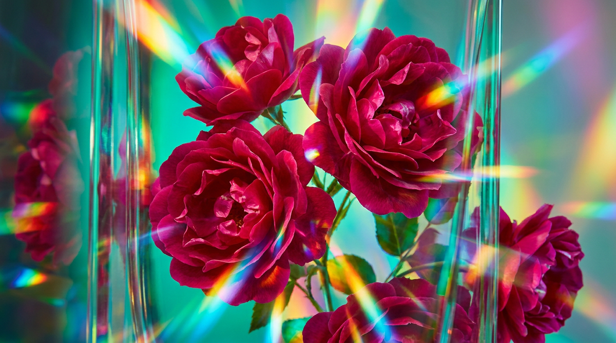 Wild Roses Perfume vs Dior Miss Dior