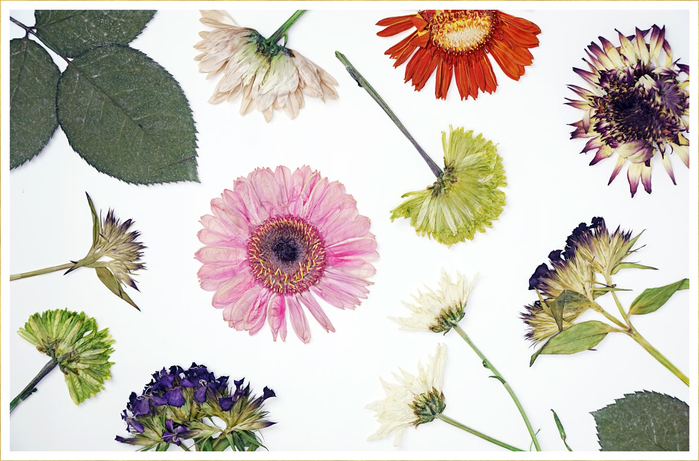 How to Press Flowers