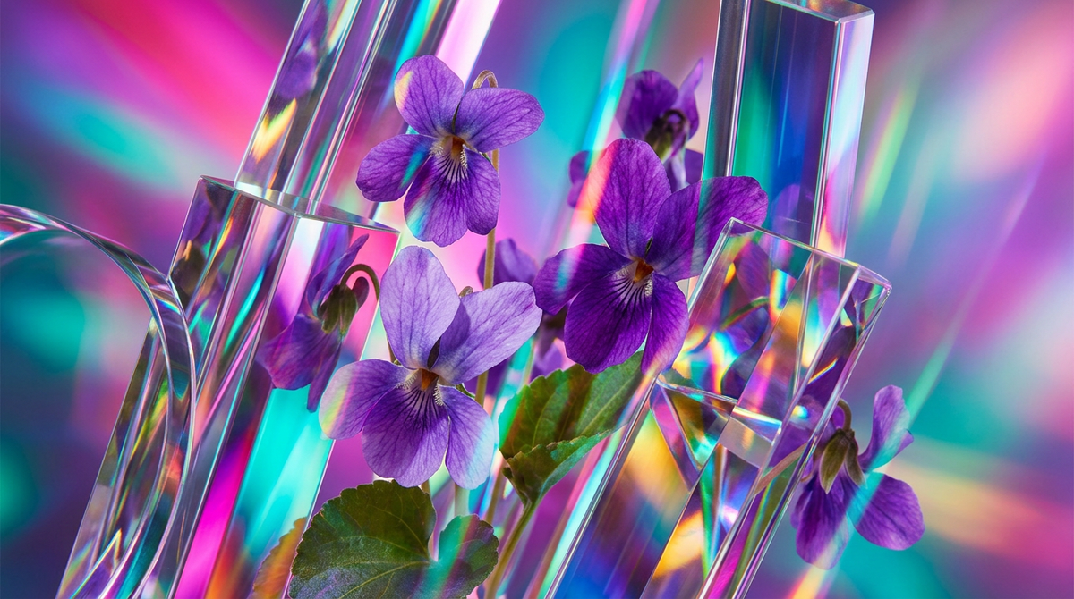 The World of Violet Notes in Perfumery