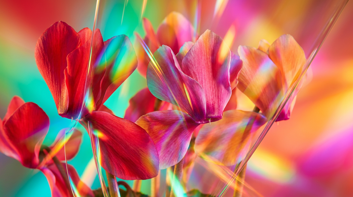 When to Wear Fragrances with Contrasts of Fresh Cyclamen with Sensual Undertones