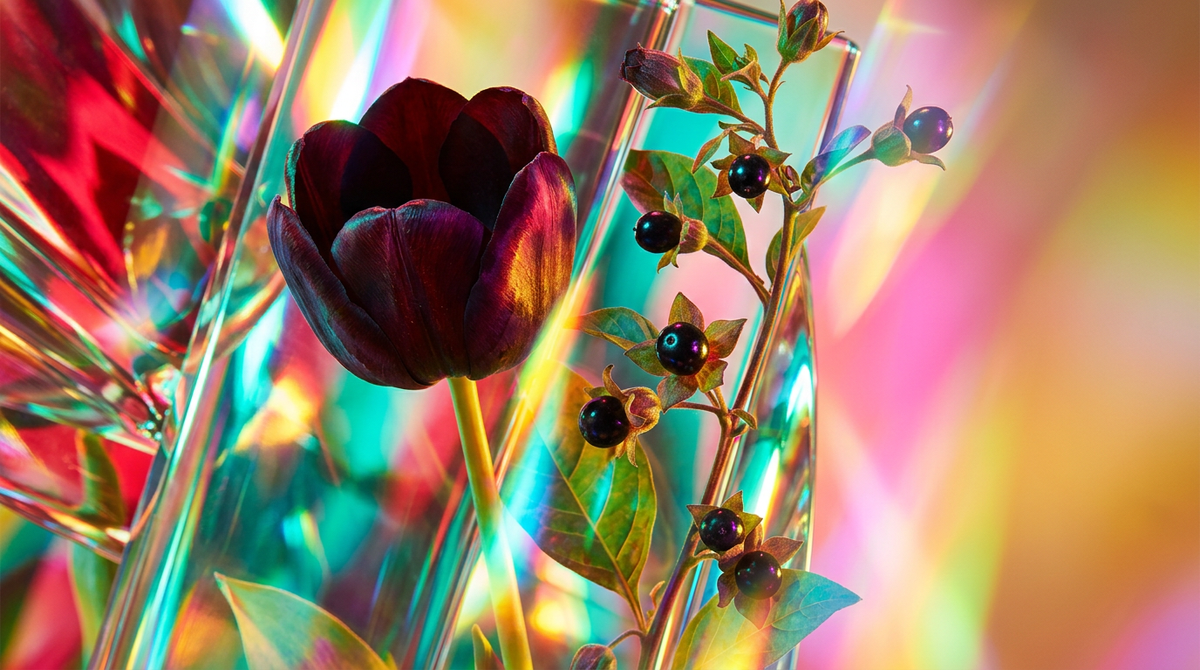 Black Tulip Fragrance vs. Atropa Belladonna Fragrance