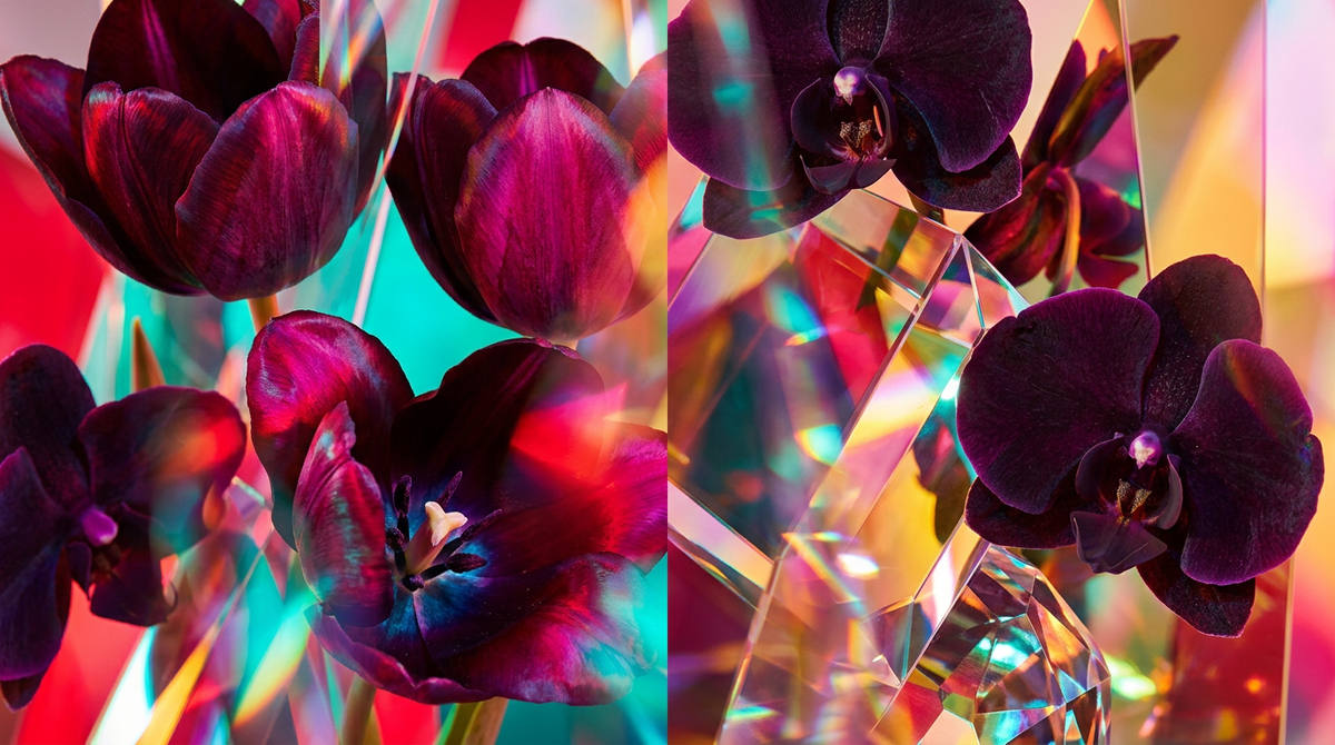 Black Tulip Fragrance 100ml vs Tom Ford Black Orchid