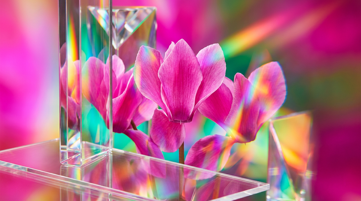 What Does Cyclamen Smell Like in Perfume?