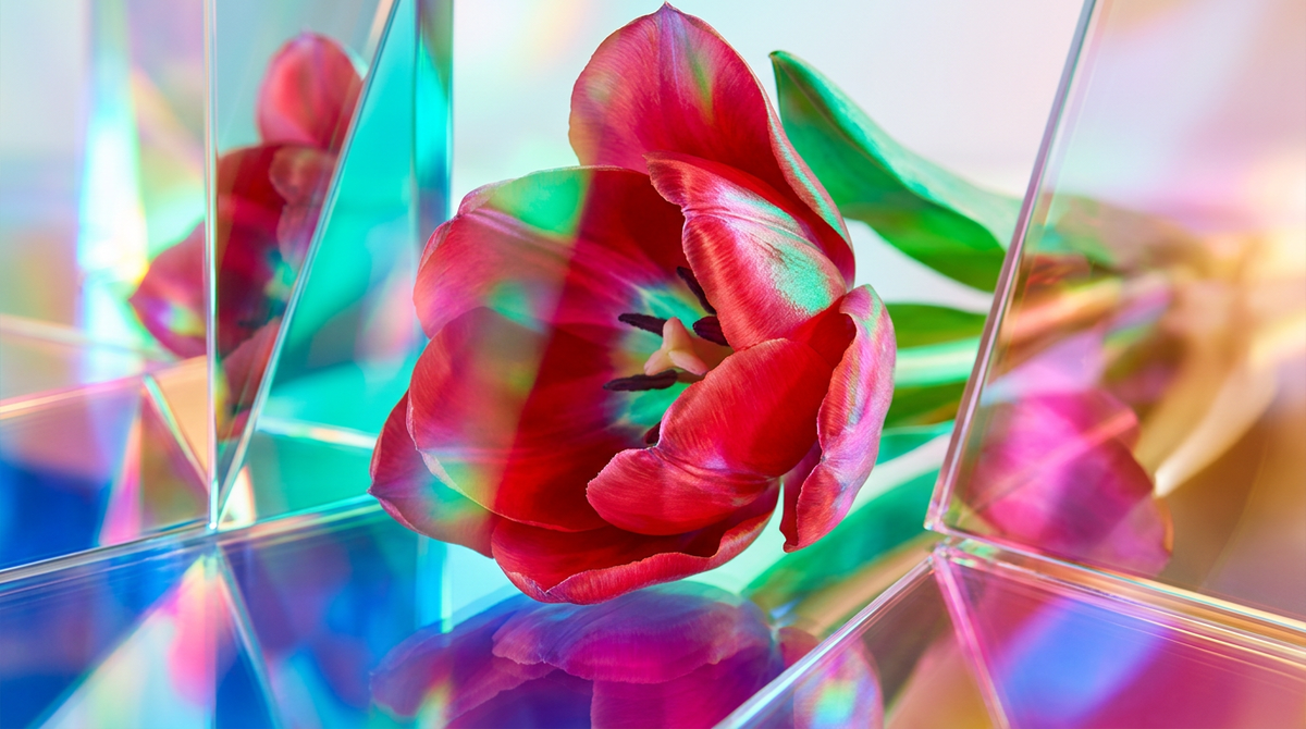 What Does Tulip Smell Like?