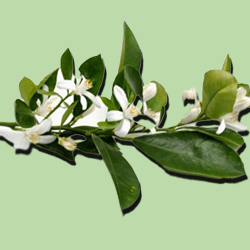 Neroli