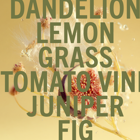 Dandelion Fig Fragrance 100ml