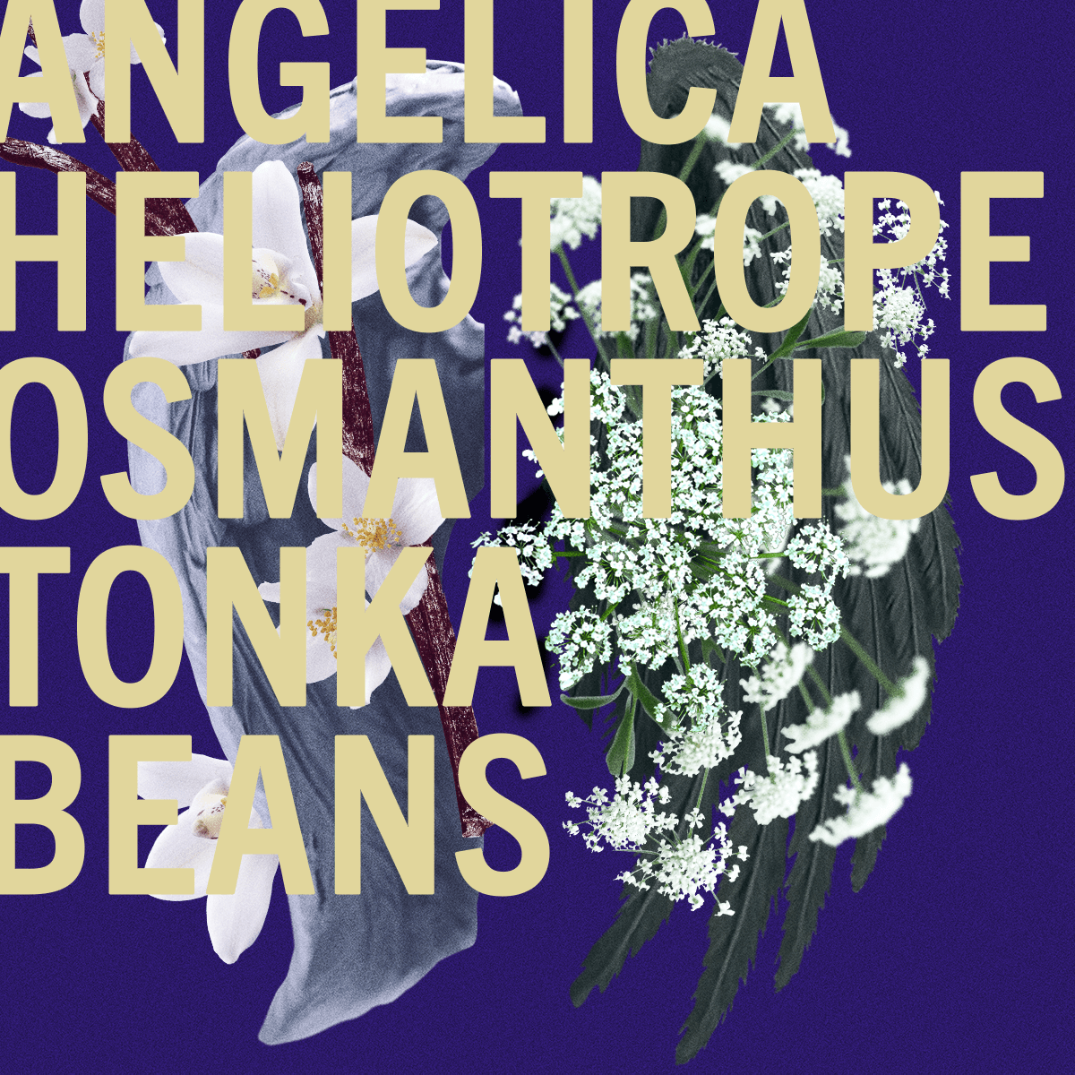 Limited Edition Tonka Angelica fragrance 100ml