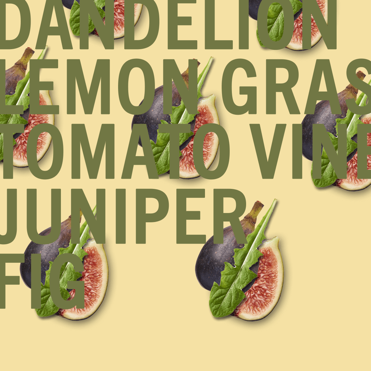 Dandelion Fig Sample
